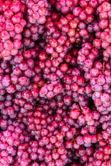 A pile of many purple grapes.