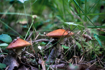 two mushrooms grow in the grass in the forest