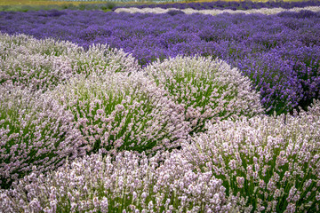 Blooming lavender fields in Pacific Northwest USA