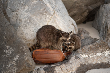 Racoons Steal Purse at Beach © Lynnea