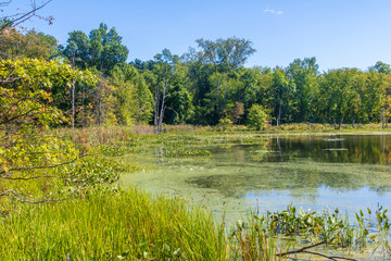 Aquatic plants grow on the shore of a pond in early autumn