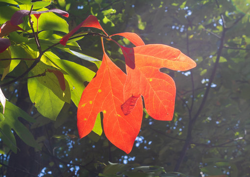 Two red sassafras leaves