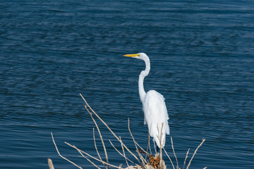 Single Great White Egret, or Heron, standing on lake shore
