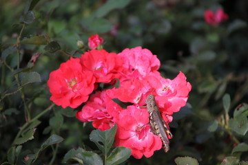 red flowers in the garden