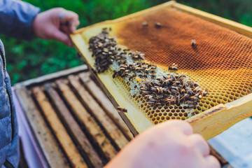 Frames of a bee hive. Beekeeper harvesting honey. The bee smoker is used to calm bees before frame removal. Beekeeper Inspecting Bee Hive.