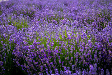 Plakat Blooming lavender fields in Pacific Northwest USA