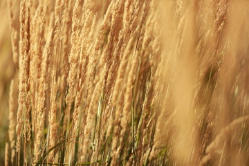 Fototapeta premium wind make the plants dance