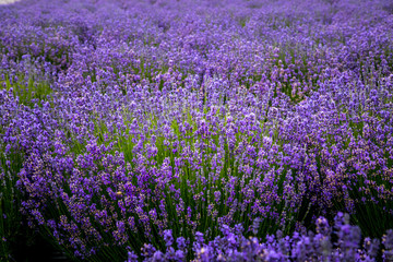 Fototapeta premium Blooming lavender fields in Pacific Northwest USA