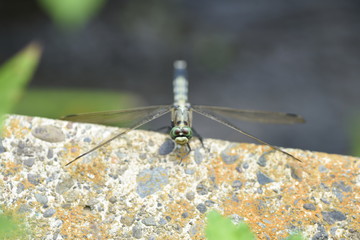 Dragonfly / Common skimmer (Male) / Common skimmers are flying by the water and the male body is light blue.
