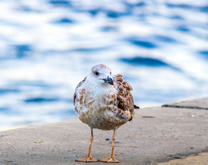 seagull on the beach