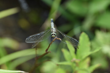 Dragonfly / Common skimmer (Male) / Common skimmers are flying by the water and the male body is light blue.