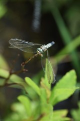 Dragonfly / Common skimmer (Male) / Common skimmers are flying by the water and the male body is light blue.