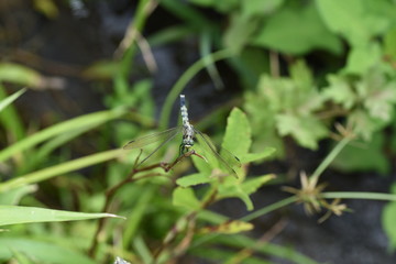 Dragonfly / Common skimmer (Male) / Common skimmers are flying by the water and the male body is light blue.
