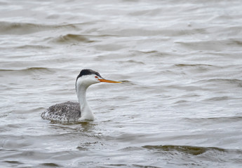 Clark's Grebe