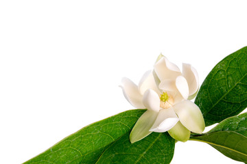 Obraz premium White magnolia grandiflora flower and green leaf on isolated background. (With clipping path).