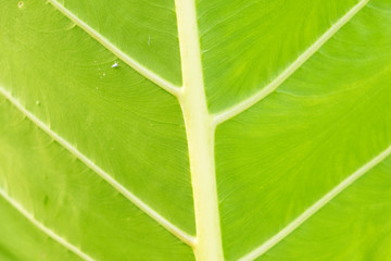 top view of ribbed leaf with green background