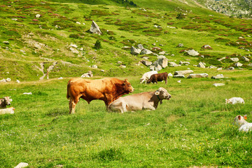 Fototapeta na wymiar beef with cow