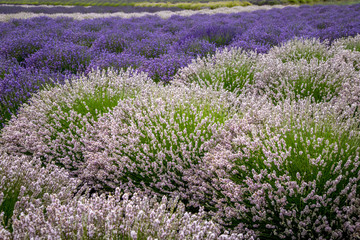 Blooming lavender fields in Pacific Northwest USA
