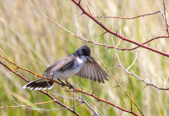 Eastern Kingbird