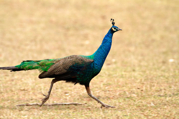Fototapeta premium Indian peafowl from Brijuni National Park