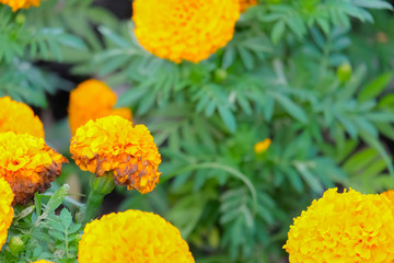 Marigolds shades of yellow and orange, Floral background (Tagetes erecta, Mexican marigold, Aztec marigold, African marigold).