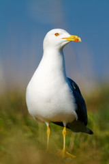 yellow-legged gull colony on Brijuni National Park