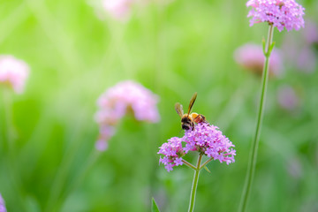 Verbena Bonariensis with honey bee getting nectar from pollination process (Argentinian Vervain or Purpletop Vervain, Clustertop Vervain, Tall Verbena, Pretty Verbena), flower background.