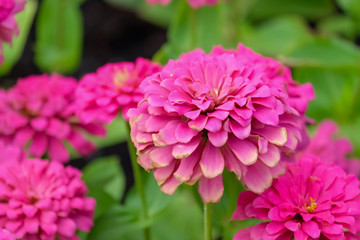 Obraz premium Flowers zinnia elegans (Common zinnia), Flower background, Is a single leaf herbaceous plant with a bouquet of red, pink, orange as an ornamental plant.