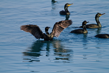 Shag from Brijuni National Park