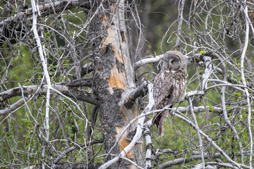 Great Gray Owl
