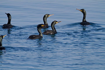 Fototapeta premium Shag from Brijuni National Park