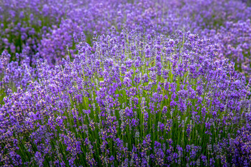 Blooming lavender fields in Pacific Northwest USA
