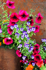 Fototapeta na wymiar This assortment of ornamental flower in Alaska contain petunias and pansies in purple, pink, and red.
