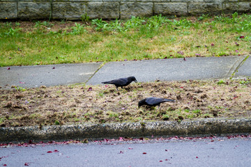 Crows dig up the lawn to find chafer grubs; Crows destroy lawn and eat chafer grubs
