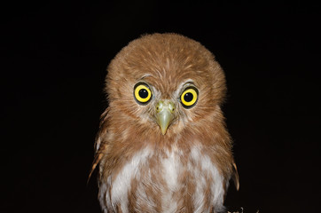 The ferruginous pygmy owl (Glaucidium brasilianum) is a small owl that breeds in south-central Arizona in the United States, south through Mexico and Central America, to South America.