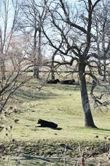 Cattle Resting