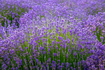 Blooming lavender fields in Pacific Northwest USA