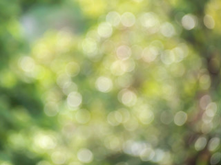 Colorful natural bokeh with blured tree background, soft focus
