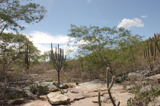 Caatinga is a type of desert vegetation, and an ecoregion characterized by this vegetation in interior northeastern Brazil. Cereus jamacaru, known as mandacaru  is a cactus common in this vegetation. 