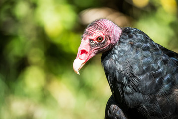 The Sly buzzard