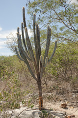 Cereus jamacaru, known as mandacaru or cardeiro, is a cactus common in the Brazilian northeast...