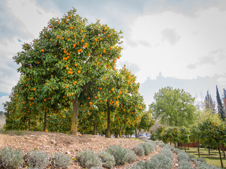 Fototapeta na wymiar orange trees with oranges outdoors