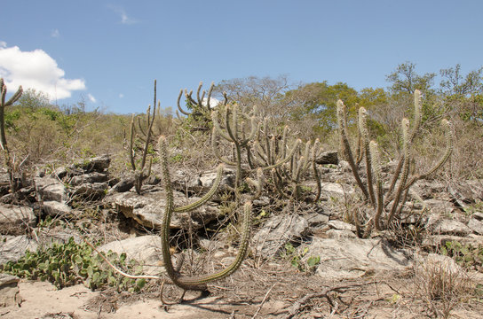 Caatinga is a type of desert vegetation, and an ecoregion characterized by this vegetation in interior northeastern Brazil. Cereus jamacaru, known as mandacaru  is a cactus common in this vegetation. 