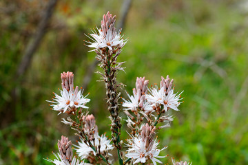 Asphodelus ramosus, also known as branched asphodel from Brijuni