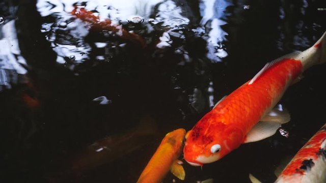Movement of Fancy carp fishes ,mirror carp, Romaji, Koi, Nishikigoi are subspecies Cyprinus carpio haematopterus is a species of carp that has been developed from ordinary carp rise to beautiful fish.