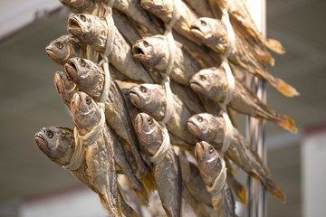 Dried yellow corvina fish. Korean traditional dried fish. tie strings of yellow corvina together