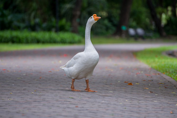 white goose On the walkway