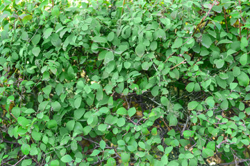 Growing plant with green leaves