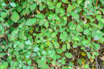 Growing plant with green leaves
