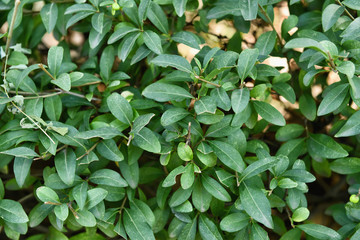 Closeup view of green leaves